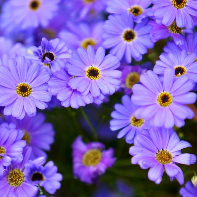 Brachyscome