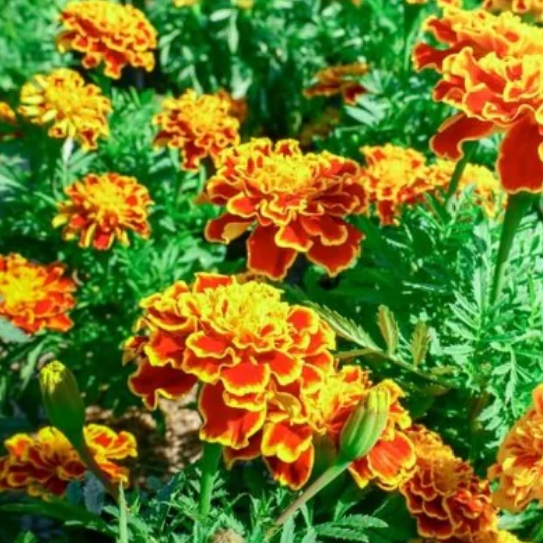 Marigold