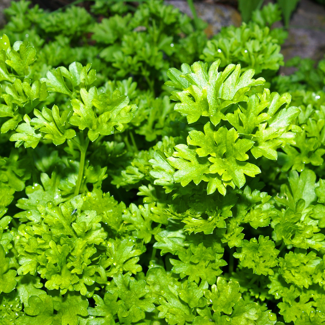 Parsley